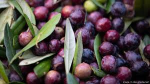 PRE ORDER Garlic Fused Olive Oil